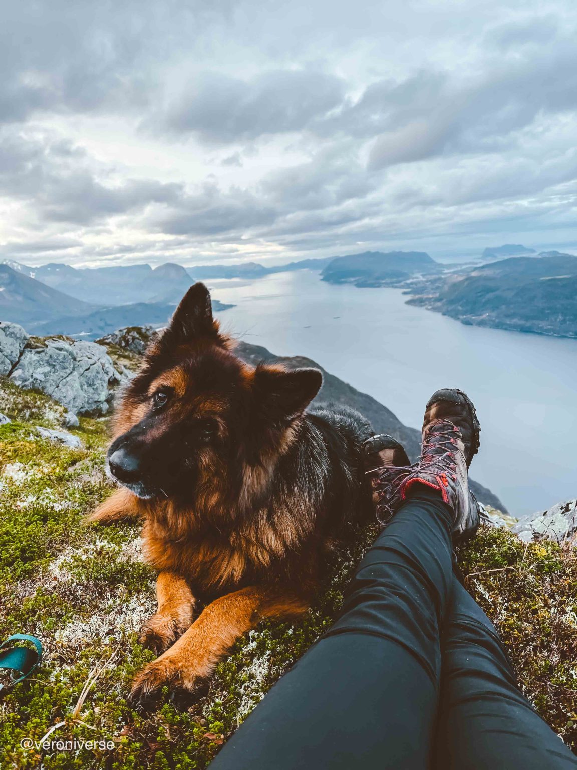 Schaeferhund på Sandvikshornet med utsikt til fjell og fjord i bakgrunnen